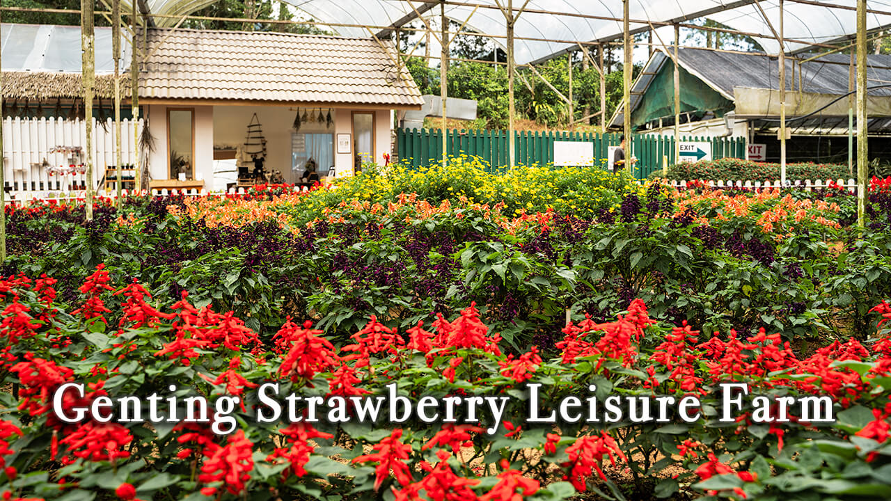 【Review】Genting Strawberry Leisure Farm