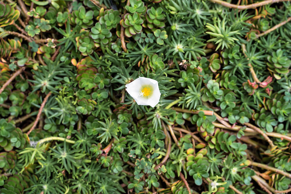 white flower in cameron highlands
