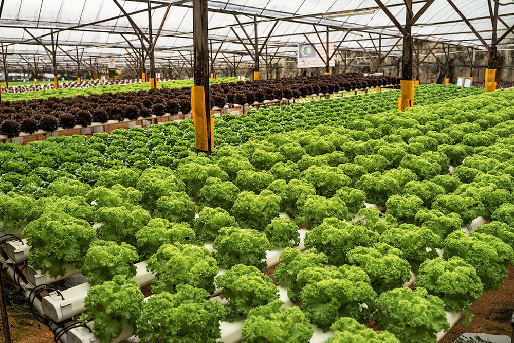 lettuces farm in cameron highlands