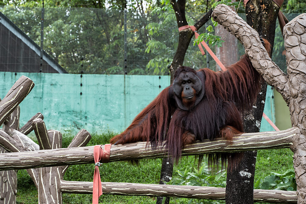 long hair orangutan
