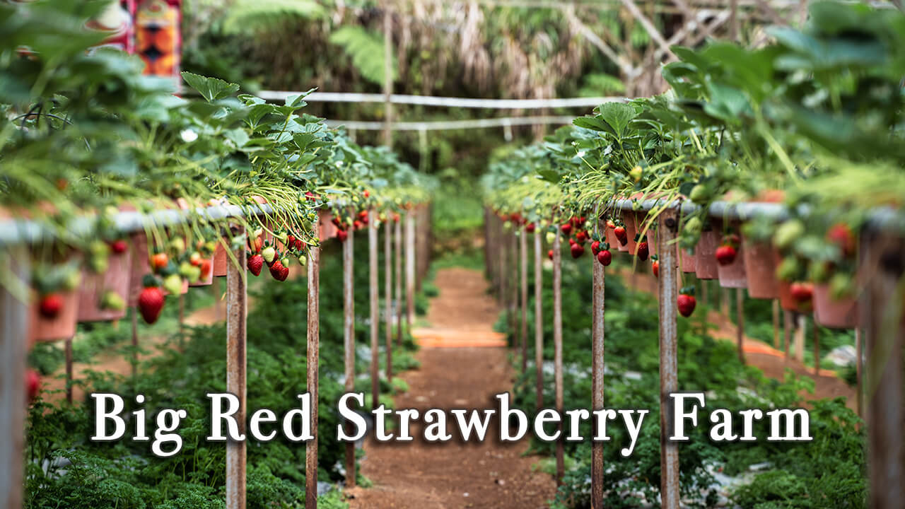 big red strawberry farm