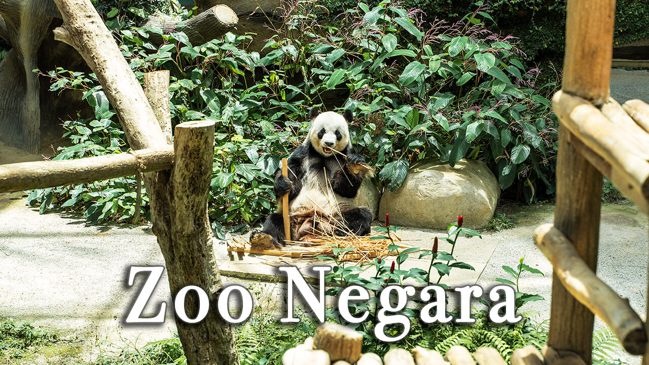 【Review】Zoo Negara in Kuala Lumpur