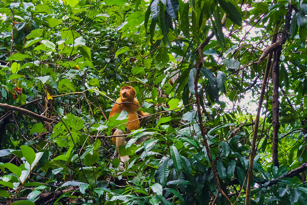 proboscis monkey(long nosed monkey) is in permai rainforest resort