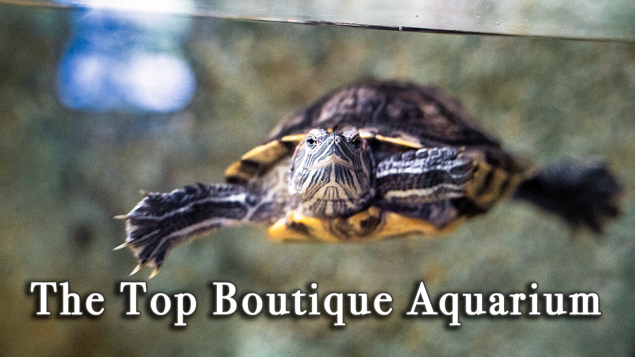 【Review】Boutique Aquarium at The Top Komtar Penang Malaysia