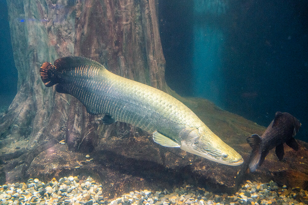 araipama fish