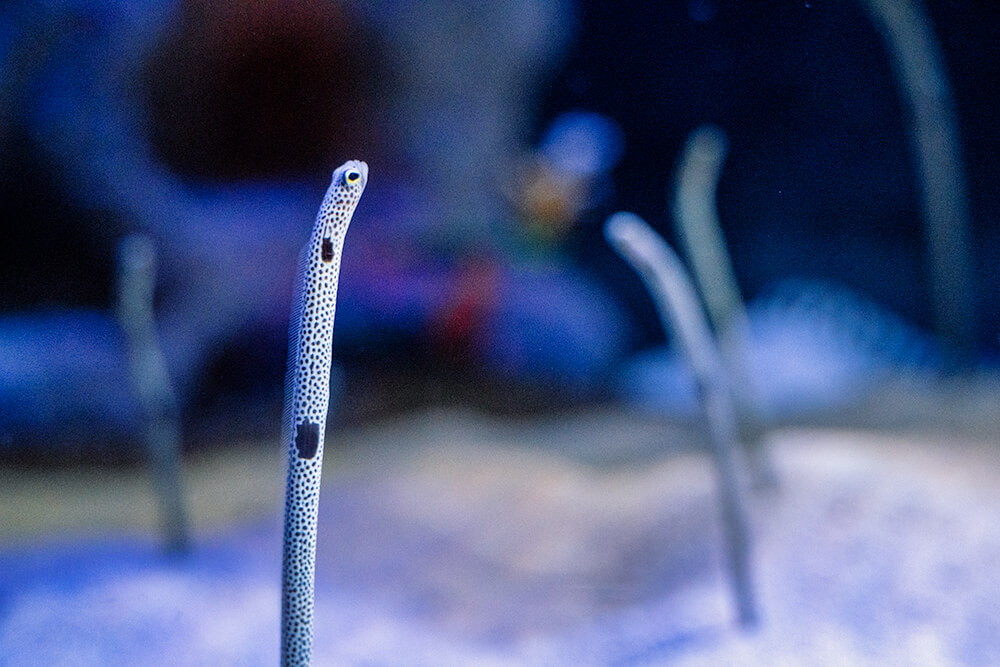 sea worm eel