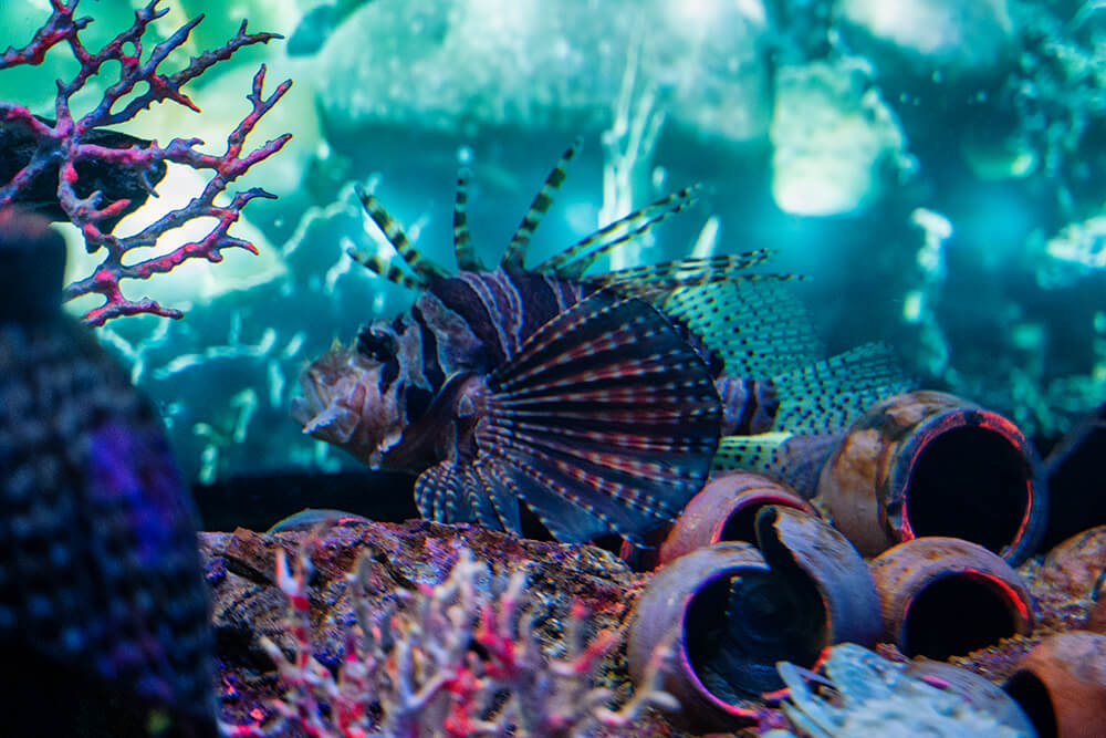 red lion fish