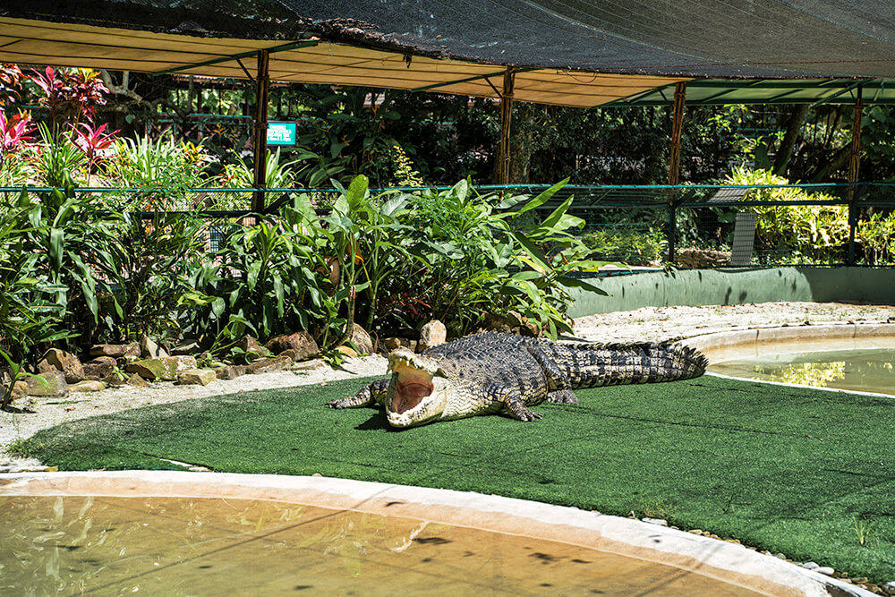 crocodile adventureland langkawi