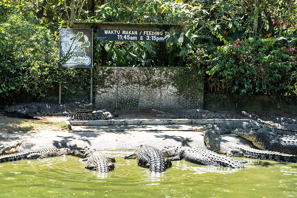 crocodile adventureland langkawi