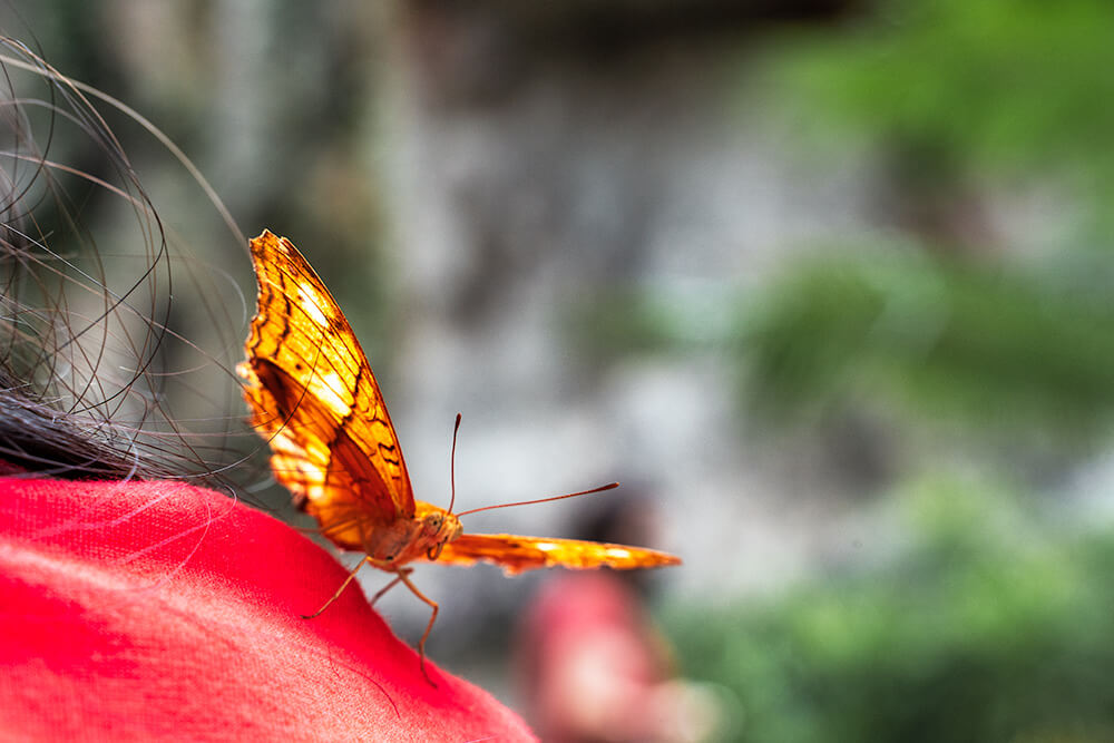 Entopia by Penang Butterfly Farm in Malaysia