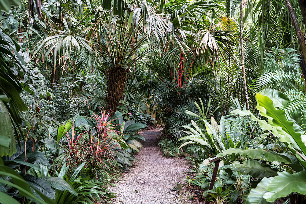 tropical spice garden