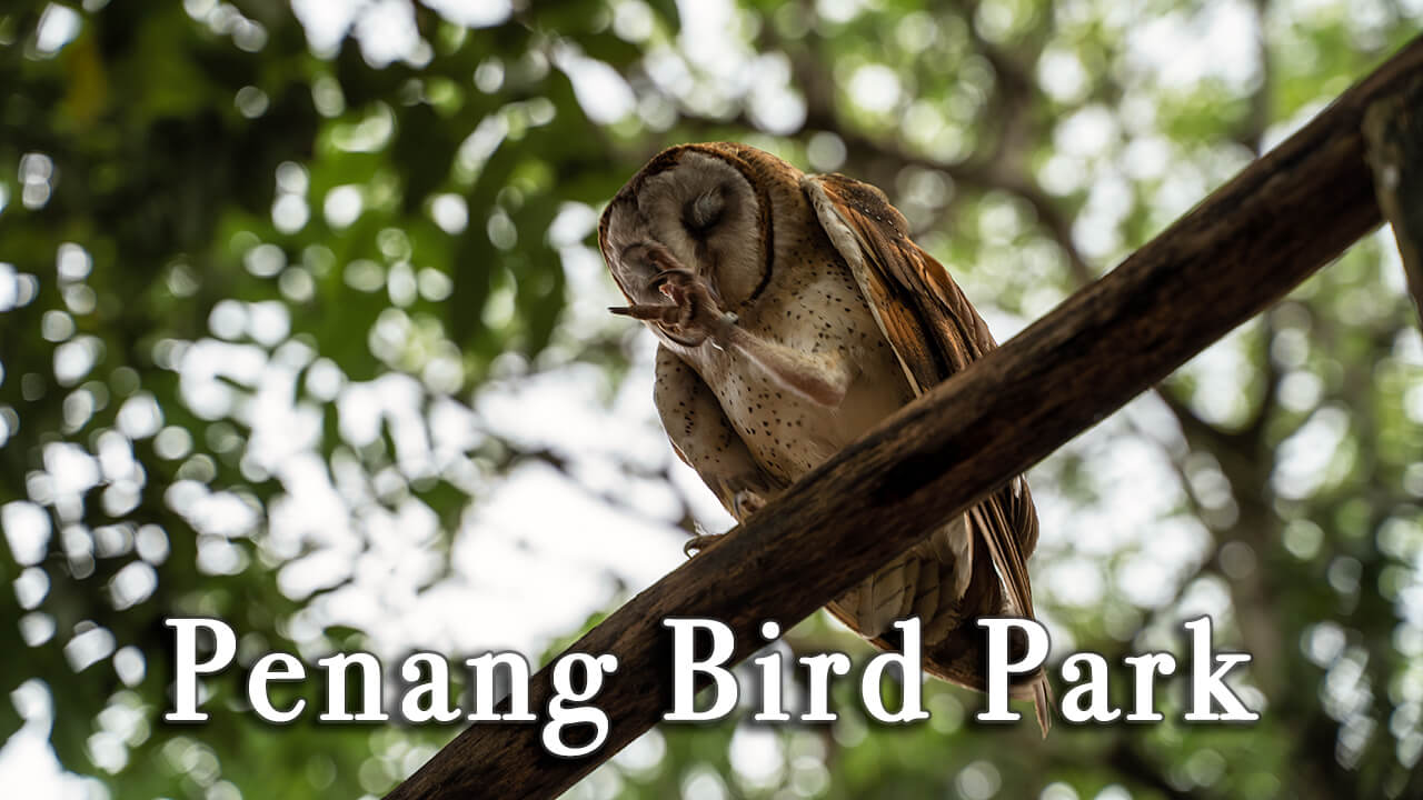 penang bird park