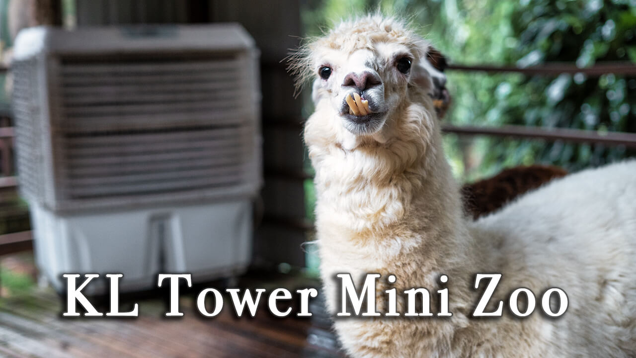 KL tower mini zoo