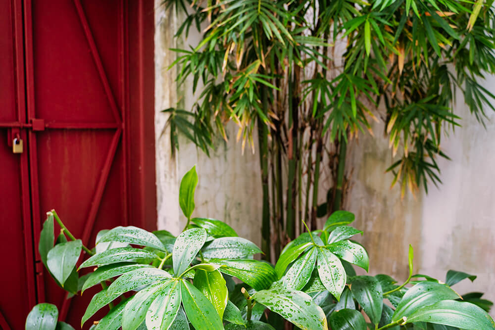 garden suite room courtyard in nam keng hotel
