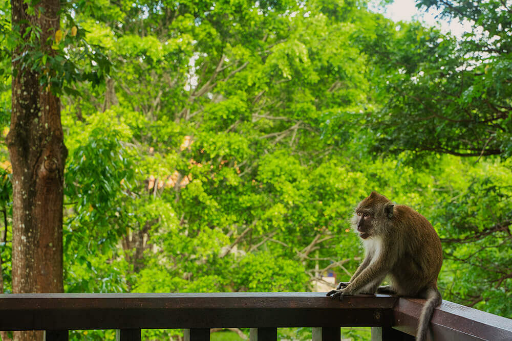 monkey in westin langkawi