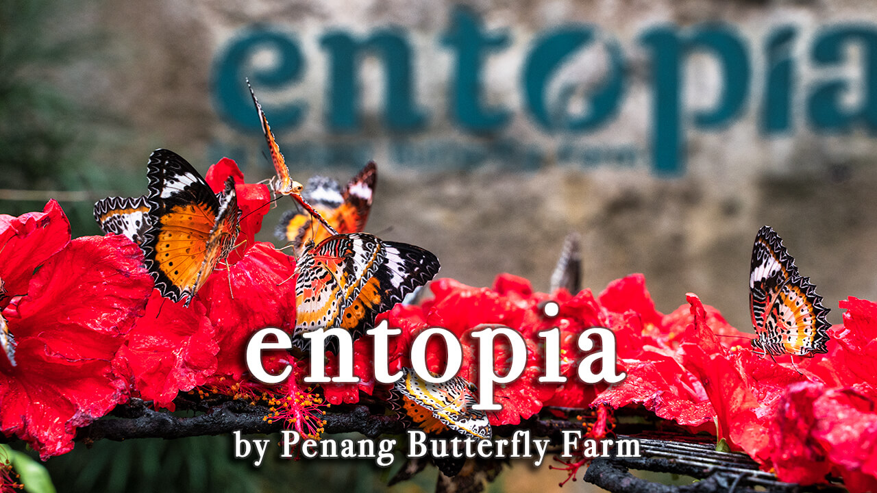 【Review】Entopia by Penang Butterfly Farm in Malaysia