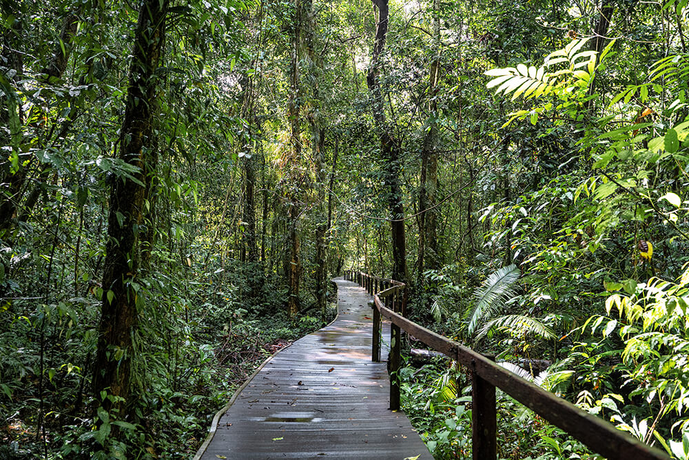 pathway mulu national park