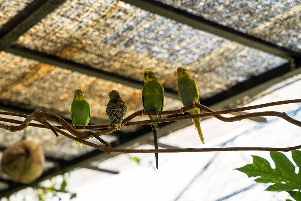 small green parrots