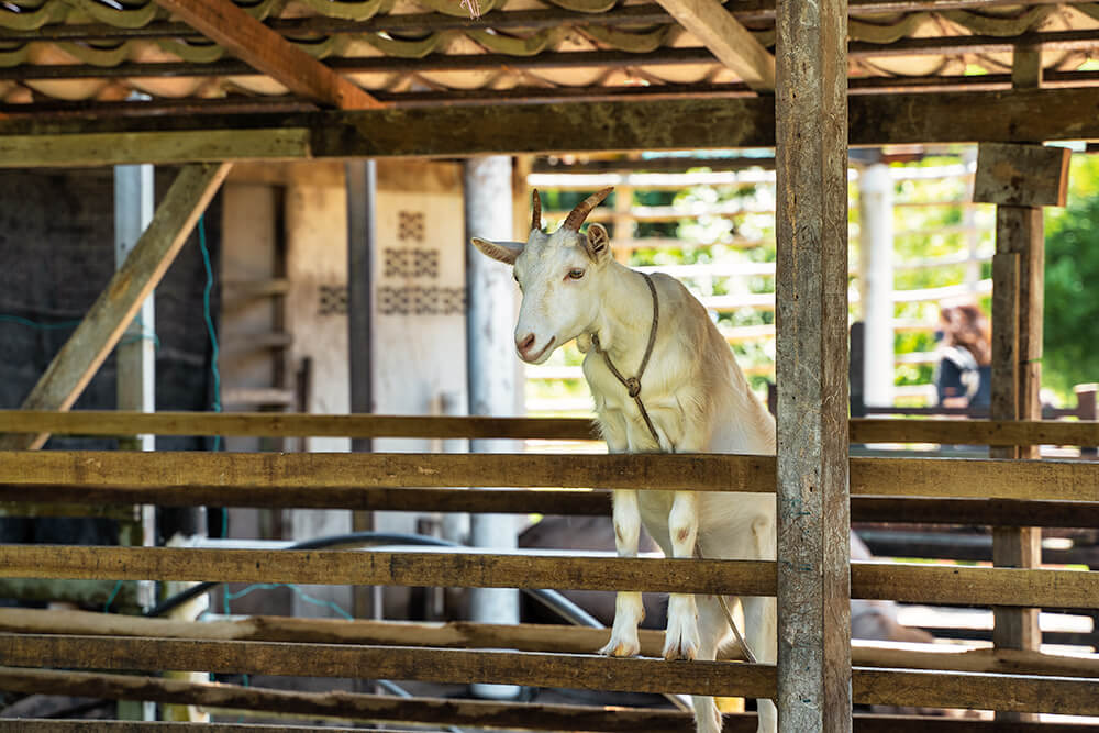 goat in audi dream farm