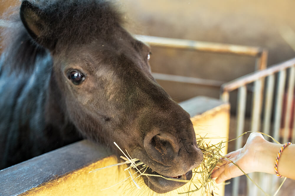 Black Pony countryside stables farm