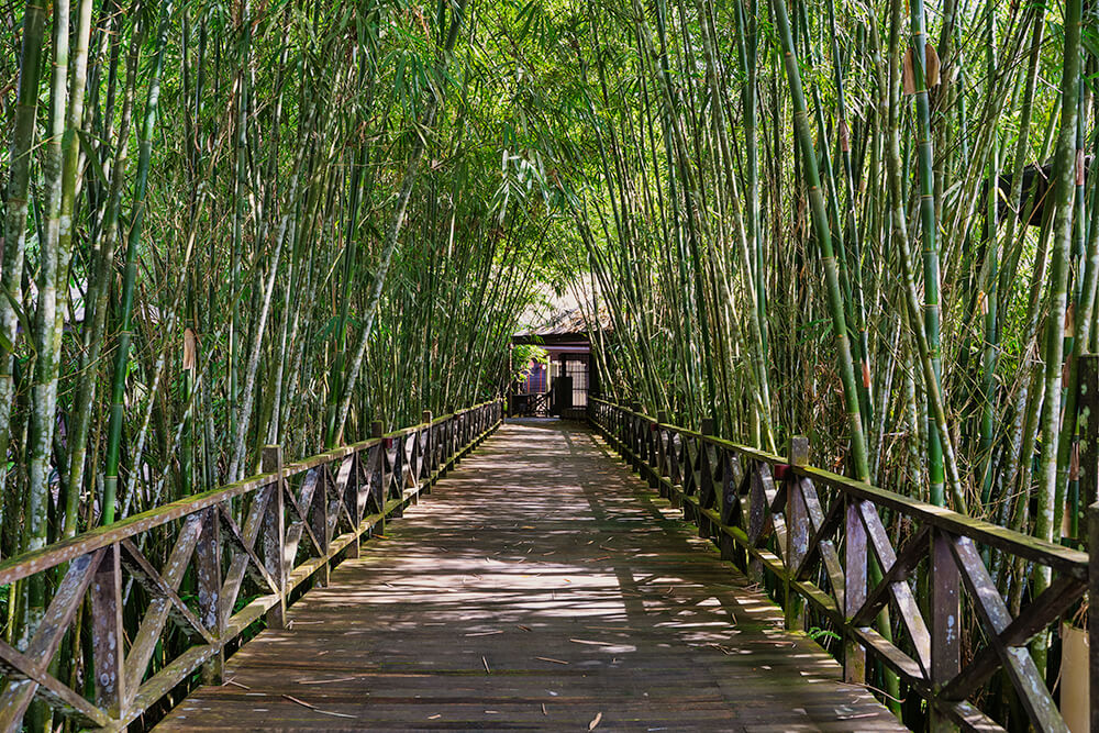 bamboo forest in the mulu marriott resort & spa