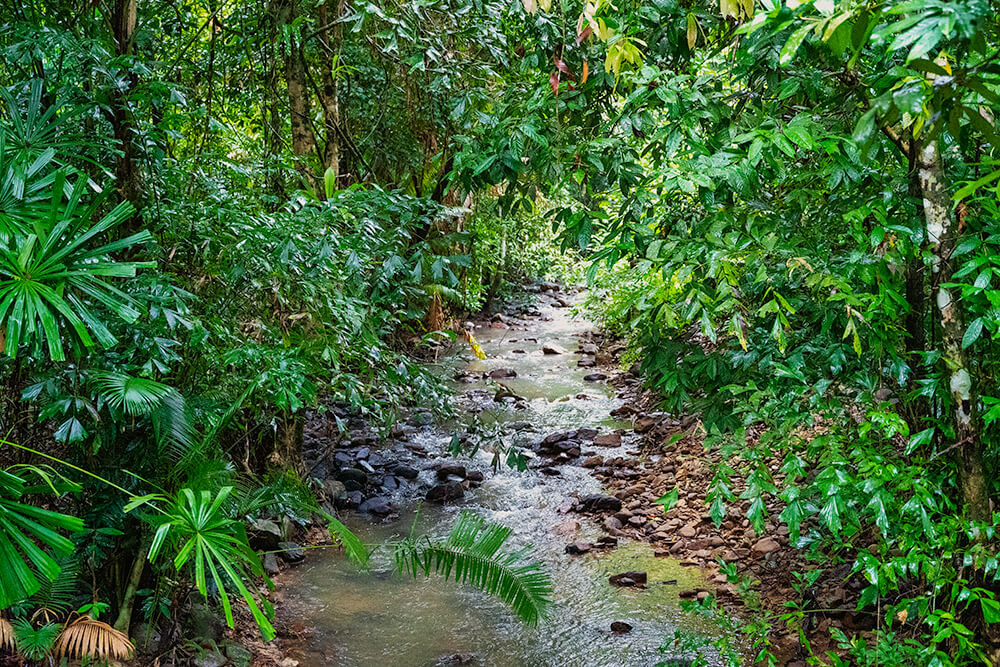 stream in the datai langkawi