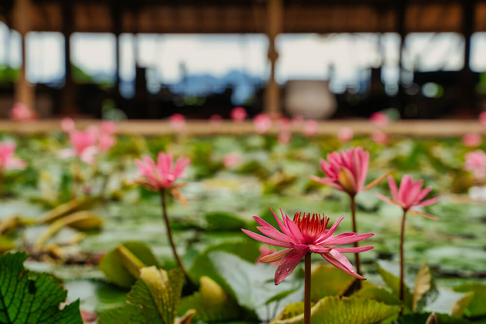 lotus flower in the lobby at the datai langkawi