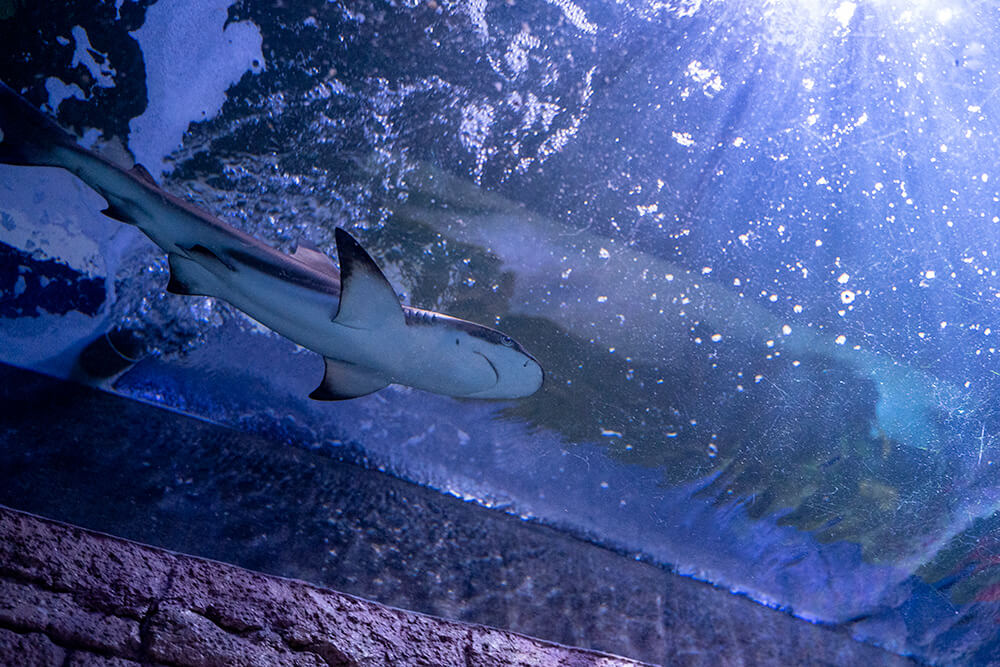 The shore aquarium baby shark