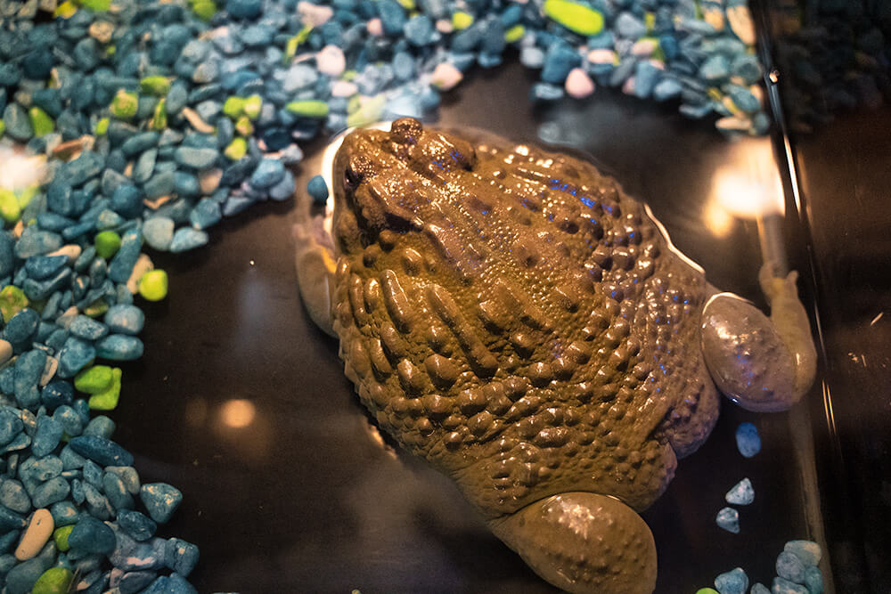 The shore aquarium toad