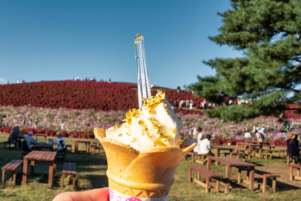 gold ice cream in hitachi seaside park autumn