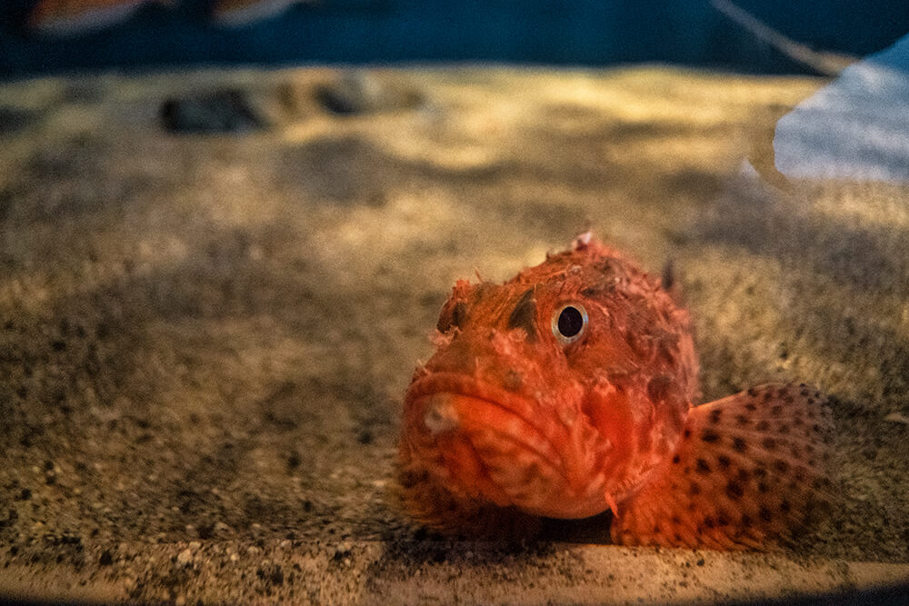 kagoshima city aquarium